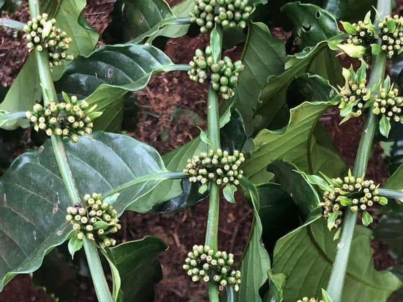 Chi Tiết Kỹ Thuật Chăm Sóc Cà Phê Sau Ra Hoa - Giúp Cây Đậu Trái Hiệu Quả 