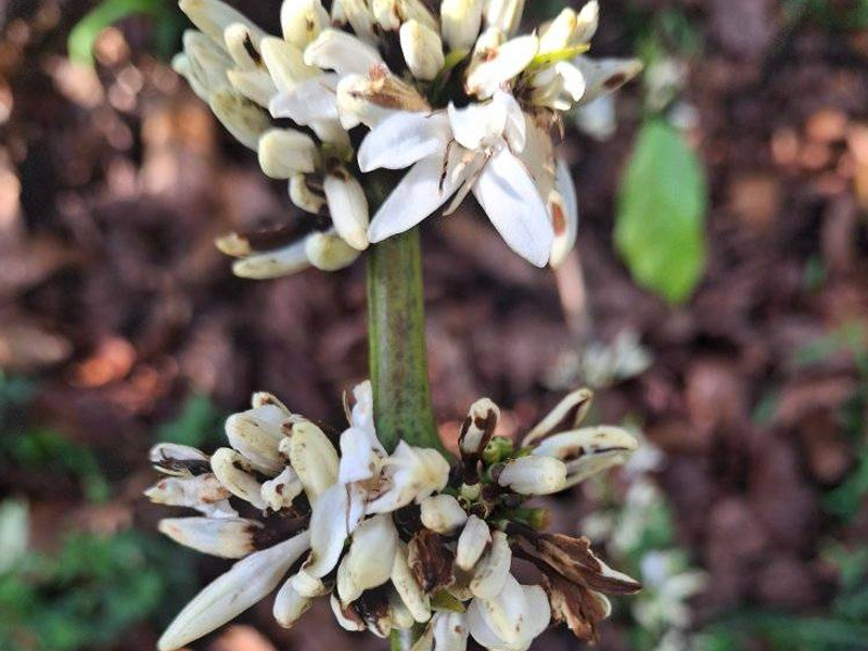 Nguyên Nhân Gây Thối Hoa Cà Phê - Nhận Diện Nhanh và Xử Lý Triệt Để 1 Thối hoa cà phê