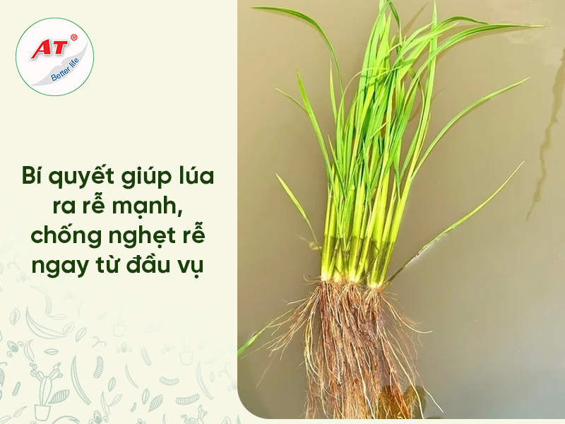 Bí quyết giúp lúa ra rễ mạnh