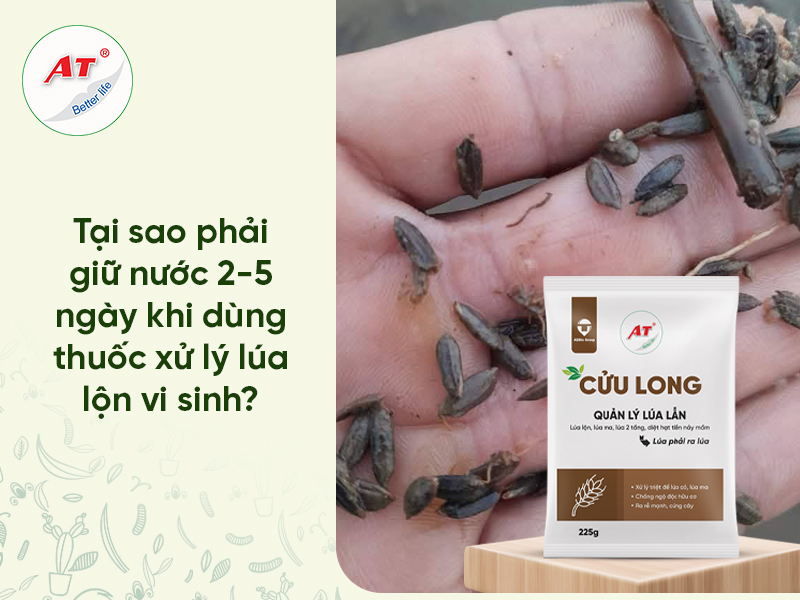 Cách ngâm ủ lúa lộn