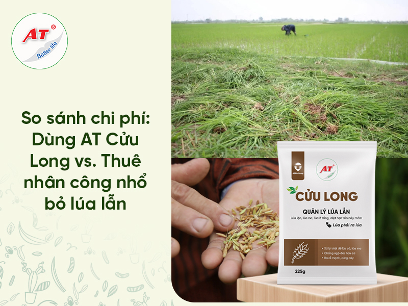 Bài toán “Chi phí diệt lúa cỏ”: Nên thuê nhân công nhổ bỏ hay dùng Chế phẩm sinh học