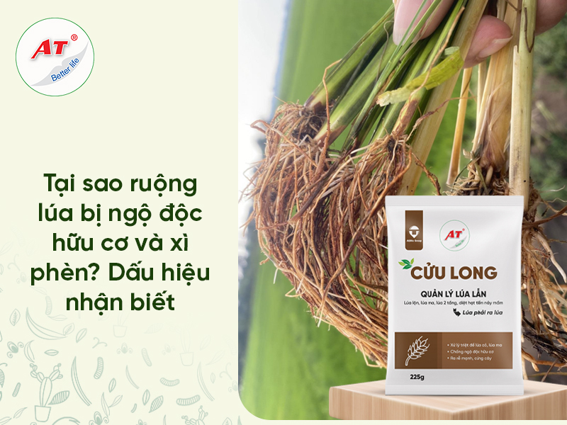 Lua Bi Ngo Doc Huu Co