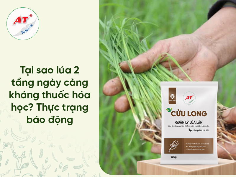 Lúa Kháng Thuốc (Lúa 2 Tầng): Thực Trạng Báo Động, Cơ Chế Biến Đổi & Giải Pháp Sinh Học