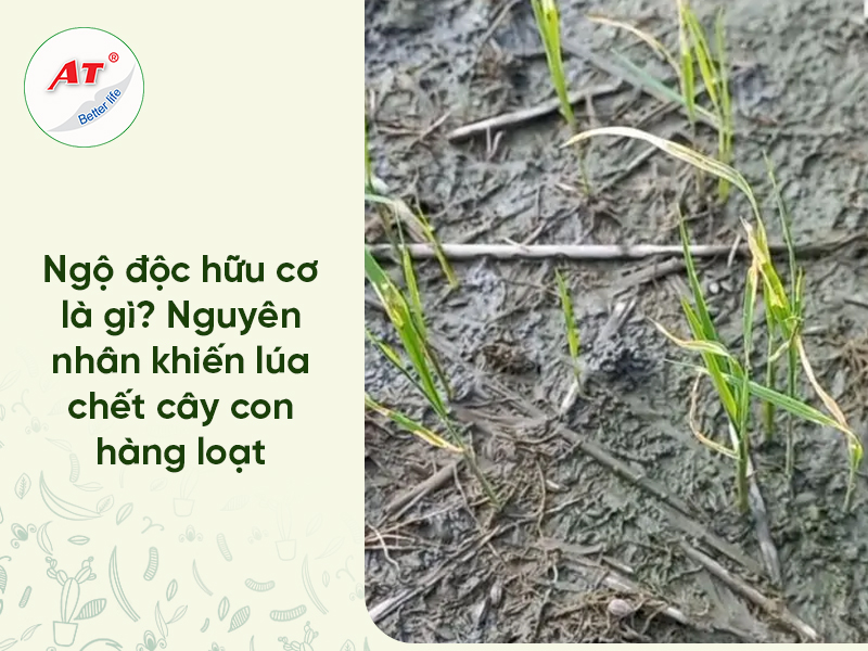 Lúa Ngộ độc hữu cơ