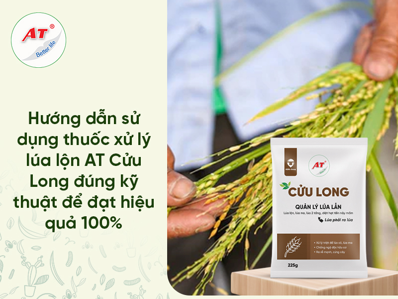 Hướng dẫn sử dụng Thuốc trừ lúa cỏ sinh học AT Cửu Long: Kỹ thuật chuẩn diệt sạch lúa ma