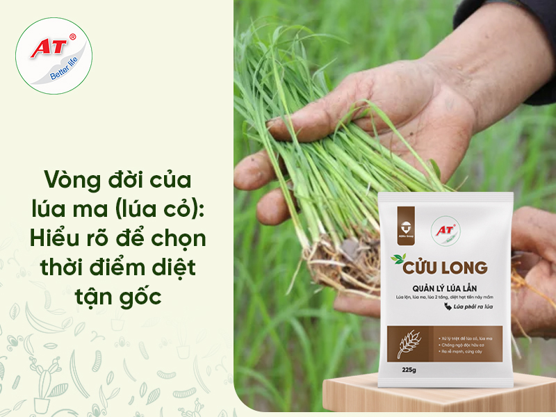 Vòng Đời Của Lúa Ma
