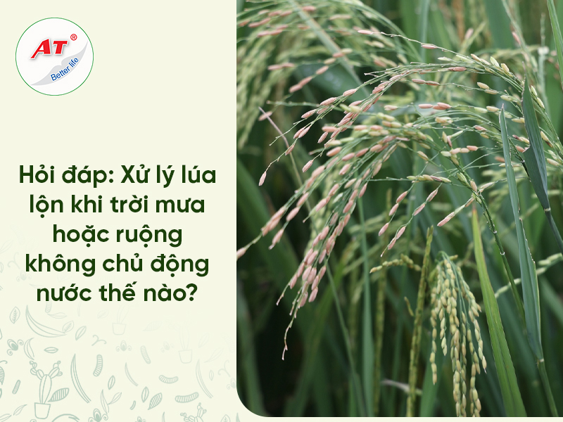 diệt lúa lộn khi mưa