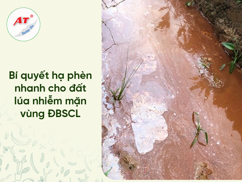 Bí quyết hạ phèn đất lúa nhiễm mặn vùng ĐBSCL: Rễ đâm sâu, diệt sạch lúa cỏ