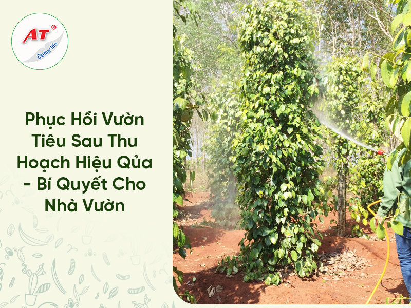 Cách phục hồi vườn tiêu sau thu hoạch