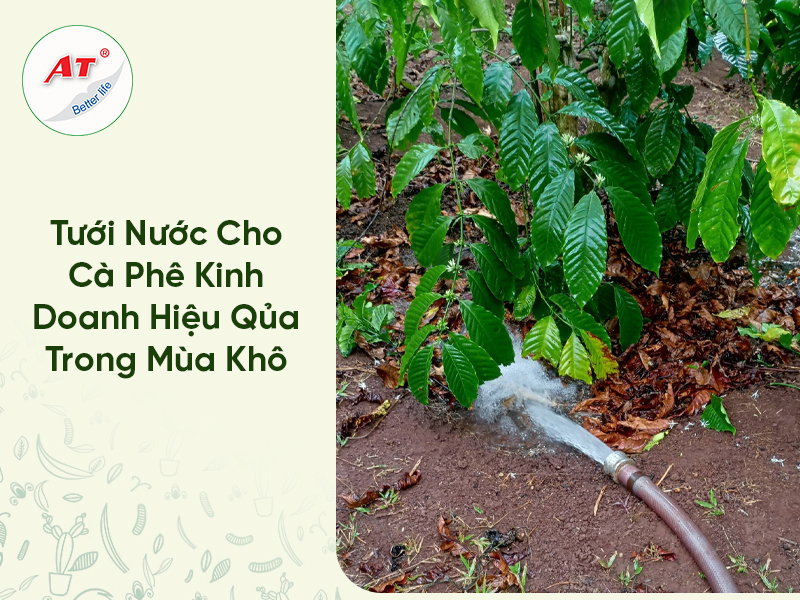 Tưới nước cho cà phê kinh doanh