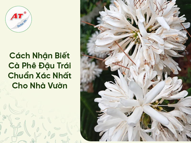 Cà phê đậu trái