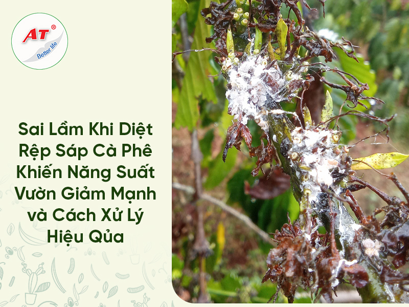 Sai lầm khi diệt rệp sáp cà phê