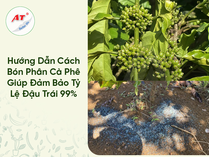 Hướng Dẫn Cách Bón Phân Cà Phê Giúp Đảm Bảo Tỷ Lệ Đậu Trái 99%