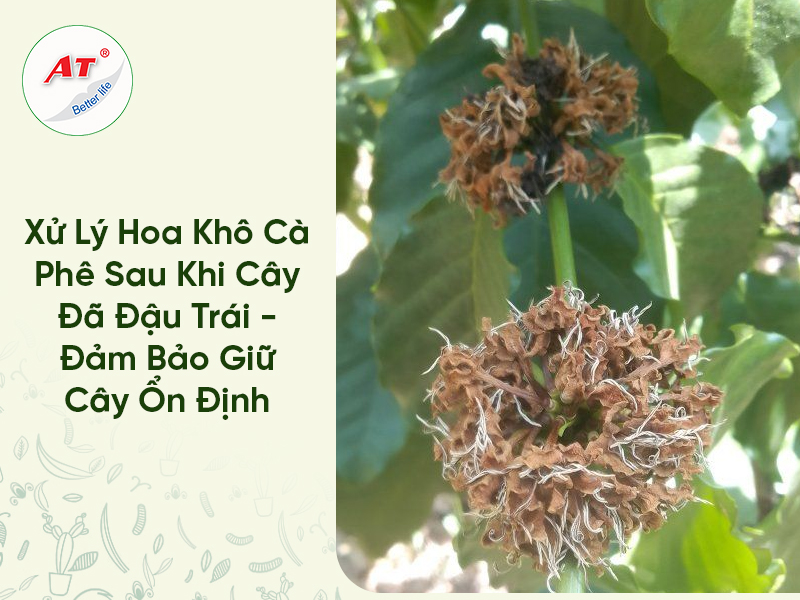 Xử Lý Hoa Khô Trên Cà Phê Sau Khi Cây Đã Đậu Trái – Đảm Bảo Giữ Cây Ổn Định 