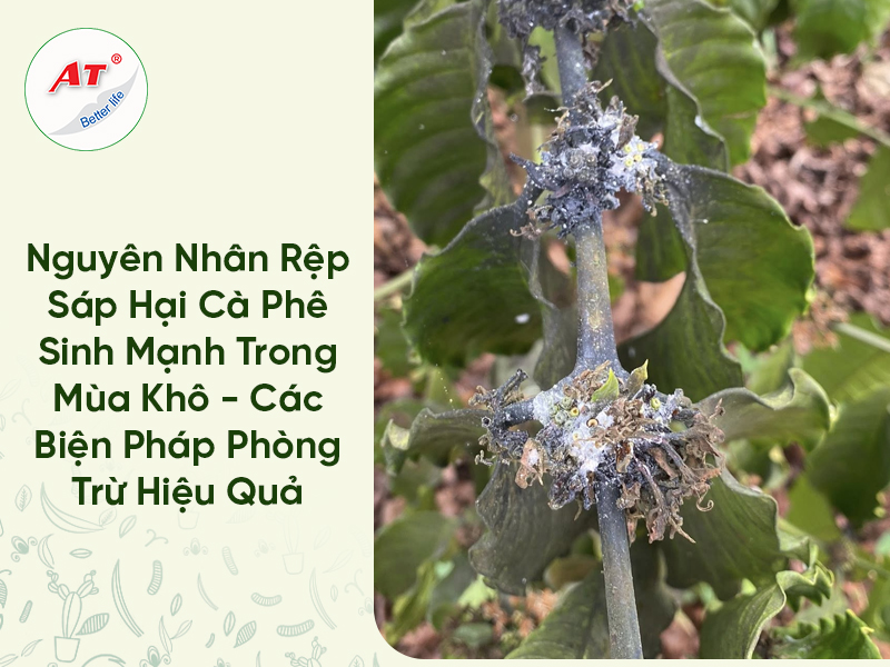 Nguyên Nhân Rệp Sáp Hại Cà Phê Sinh Mạnh Trong Mùa Khô – Các Biện Pháp Phòng Trừ Hiệu Quả 