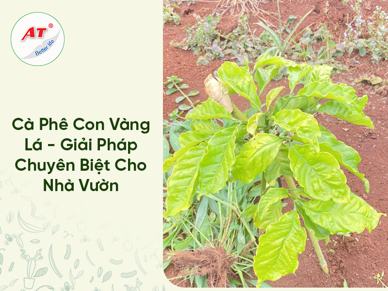 Cà Phê Con Vàng Lá – Giải Pháp Chuyên Biệt Cho Nhà Vườn Mùa Khô