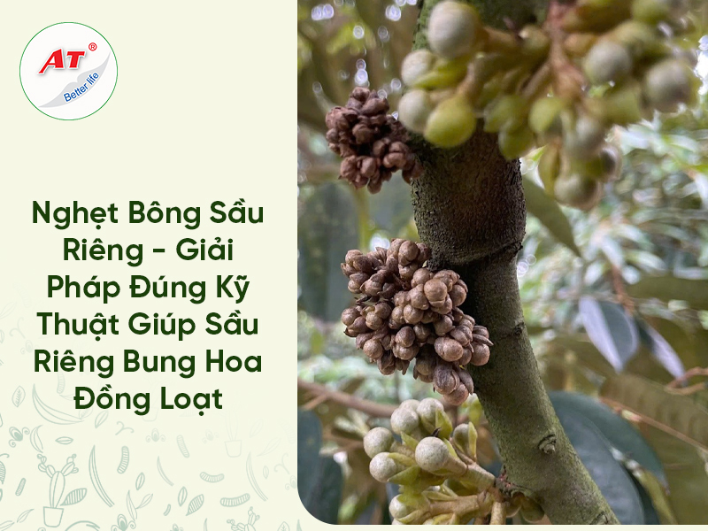 Nghẹt Bông Sầu Riêng – Giải Pháp Đúng Kỹ Thuật Giúp Sầu Riêng Bung Hoa Đồng Loạt