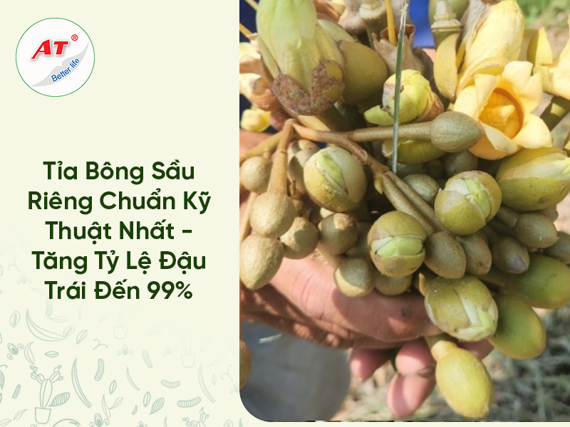Tỉa Bông Sầu Riêng Chuẩn Kỹ Thuật Nhất – Tăng Tỷ Lệ Đậu Trái Đến 99%
