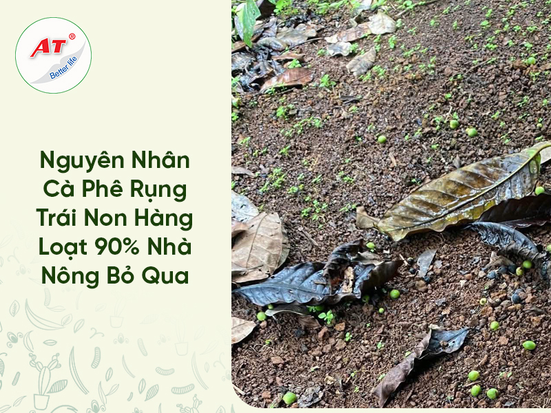 Nguyên Nhân Cà Phê Rụng Trái Non Hàng Loạt 90% Nhà Nông Bỏ Qua