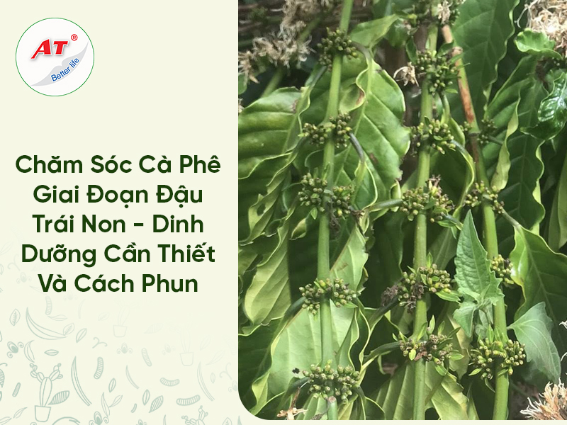 Chăm Sóc Cà Phê Giai Đoạn Đậu Trái Non – Dinh Dưỡng Cần Thiết Và Cách Thức Phun