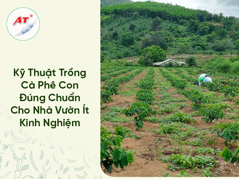 Kỹ Thuật Trồng Cà Phê Con Đúng Chuẩn Cho Nhà Vườn Ít Kinh Nghiệm 
