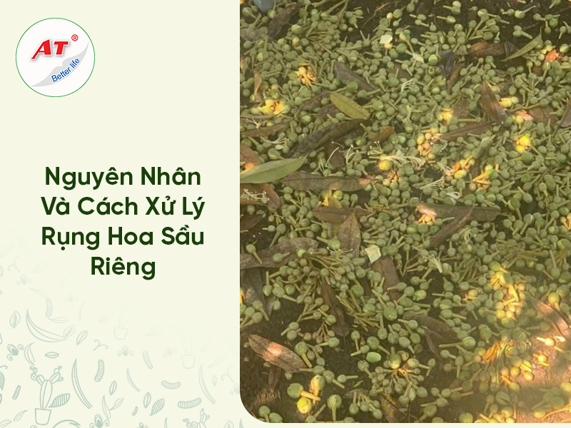 Nguyên Nhân Và Cách Xử Lý Rụng Hoa Sầu Riêng