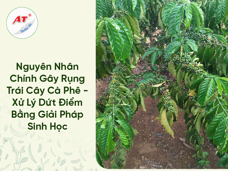 Rụng trái cây cà phê