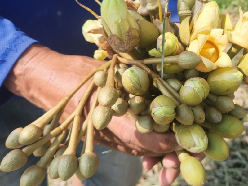 Tỉa Bông Sầu Riêng Chuẩn Kỹ Thuật Nhất - Tăng Tỷ Lệ Đậu Trái Đến 99% 1 Tỉa Bông Sầu Riêng Chuẩn Kỹ Thuật Nhất - Tăng Tỷ Lệ Đậu Trái Đến 99%