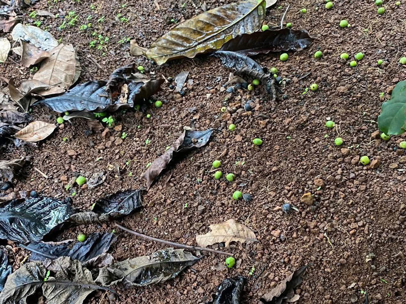 Nguyên Nhân Cà Phê Rụng Trái Non Hàng Loạt 90% Nhà Nông Bỏ Qua 1 Nguyên Nhân Cà Phê Rụng Trái Non Hàng Loạt 90% Nhà Nông Bỏ Qua