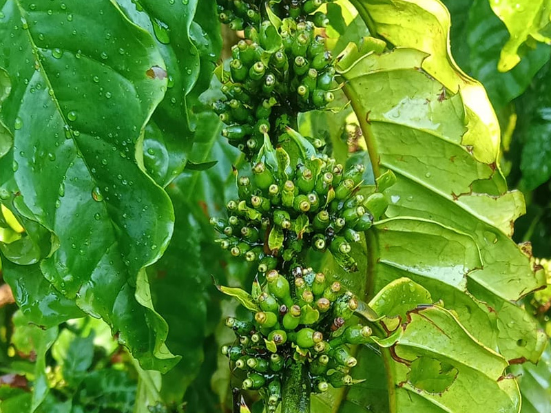 Cà phê đậu trái non