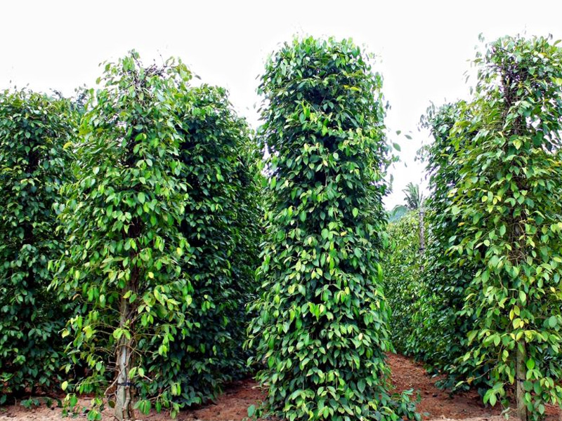 Siết Nước Hồ Tiêu Sau Thu Hoạch - Lợi Ích Lớn Và Kỹ Thuật Thực Hiện Chuẩn 1 Siết Nước Hồ Tiêu