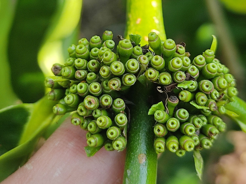 Chăm Sóc Cà Phê Giai Đoạn Sau Đậu Trái Trong Mùa Khô Chuẩn Kỹ Thuật