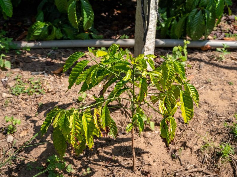 Vàng Cháy Lá Cà Phê Trong Mùa Khô - Cách Xử Lý Dứt Điểm Và Tiết Kiệm