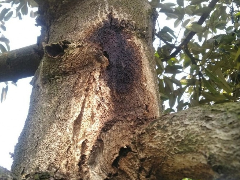 Sầu riêng xì mủ nứt thân