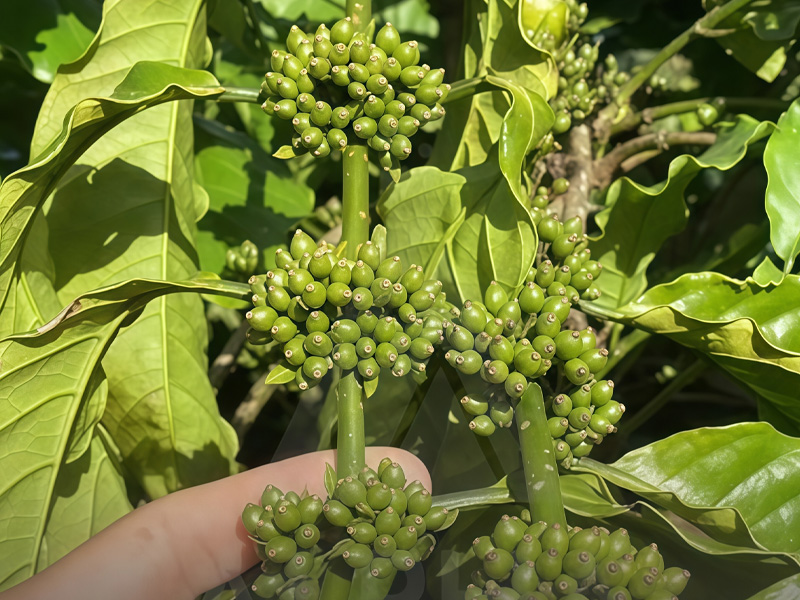 Kỹ Thuật Chăm Sóc Cà Phê Sau Ra Hoa Tiết Kiệm Hiệu Quả - Đảm Bảo Tỷ Lệ Đậu Trái Cao