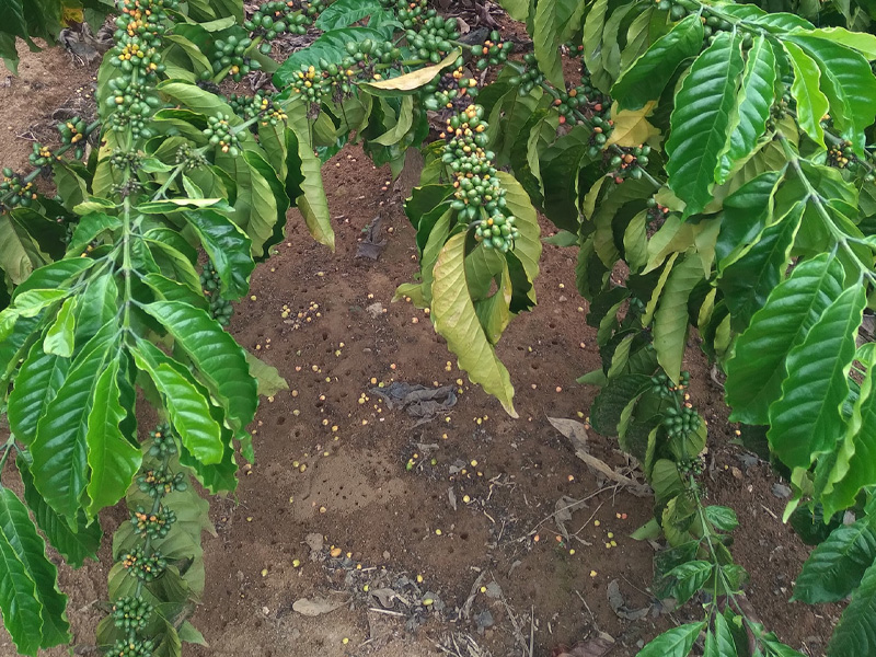 Nguyên Nhân Chính Gây Rụng Trái Cây Cà Phê - Xử Lý Dứt Điểm Bằng Giải Pháp Sinh Học 