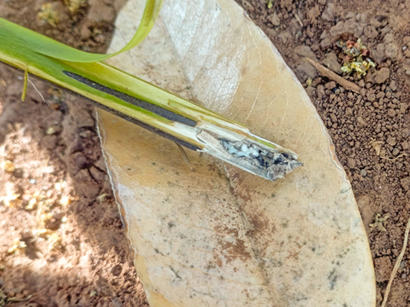 Quản Lý Mọt Đục Cành Cà Phê - Diệt Dứt Điểm, Bảo Vệ Tối Đa Năng Suất 1 Quản Lý Mọt Đục Cành Cà Phê - Diệt Dứt Điểm, Bảo Vệ Tối Đa Năng Suất