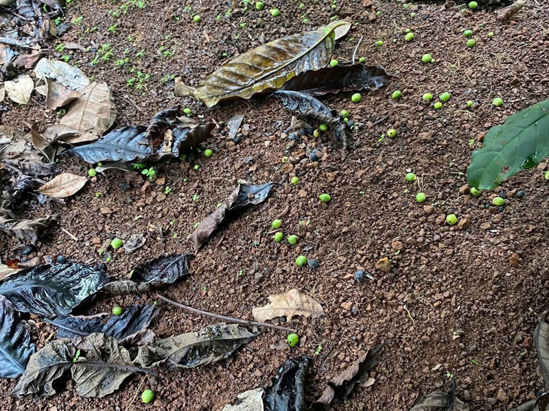 Dấu Hiệu Nhận Biết Cây Cà Phê Thiếu Canxi Bo - Những Lưu Ý Bà Con Cần Biết Trong Giai Đoạn Làm Bông