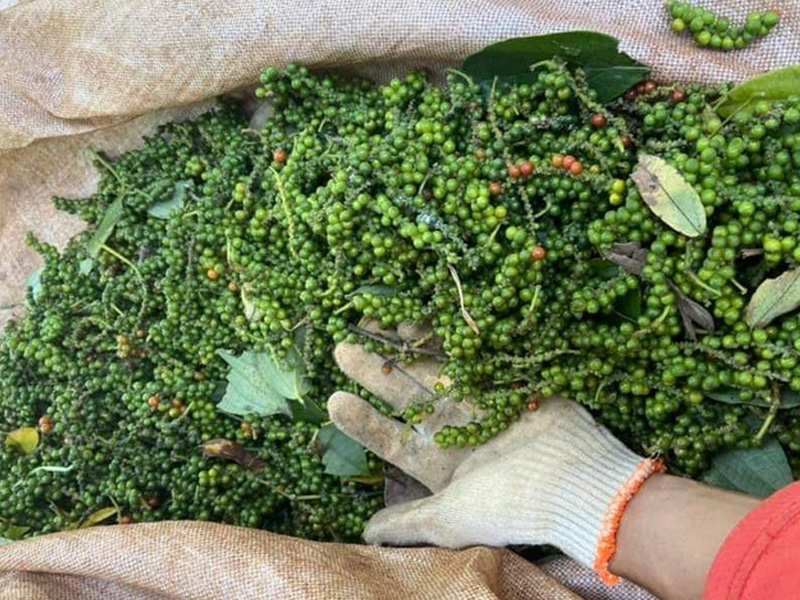 Quy trình thu hoạch hồ tiêu