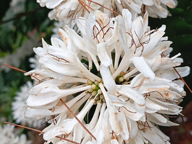 Cách Nhận Biết Cà Phê Đậu Trái Chuẩn Xác Nhất Cho Nhà Vườn 1 Cách Nhận Biết Cà Phê Đậu Trái Chuẩn Xác Nhất Cho Nhà Vườn