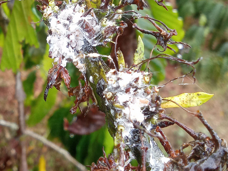 Sai lầm khi diệt rệp sáp cà phê