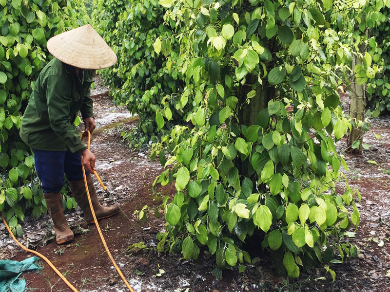 4 Bước Chăm Sóc Hồ Tiêu Sau Thu Hoạch - Phục Hồi Vườn Trồng Hiệu Qủa