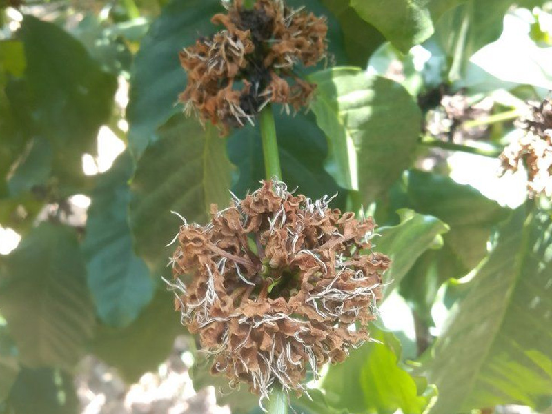 Xử Lý Hoa Khô Trên Cà Phê Sau Khi Cây Đã Đậu Trái - Đảm Bảo Giữ Cây Ổn Định 1 Xử Lý Hoa Khô Trên Cà Phê Sau Khi Cây Đã Đậu Trái - Đảm Bảo Giữ Cây Ổn Định