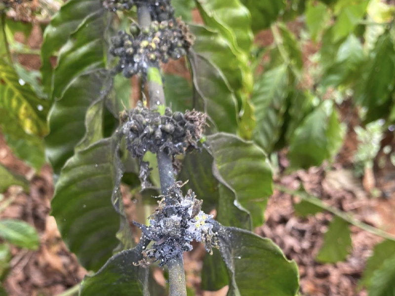 Nguyên Nhân Rệp Sáp Hại Cà Phê Sinh Mạnh Trong Mùa Khô - Các Biện Pháp Phòng Trừ Hiệu Quả 1 Nguyên Nhân Rệp Sáp Hại Cà Phê Sinh Mạnh Trong Mùa Khô - Các Biện Pháp Phòng Trừ Hiệu Quả