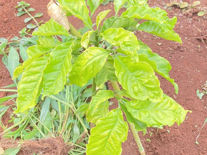 Cà Phê Con Vàng Lá - Giải Pháp Chuyên Biệt Cho Nhà Vườn Mùa Khô 1 Cà Phê Con Vàng Lá - Giải Pháp Chuyên Biệt Cho Nhà Vườn Mùa Khô