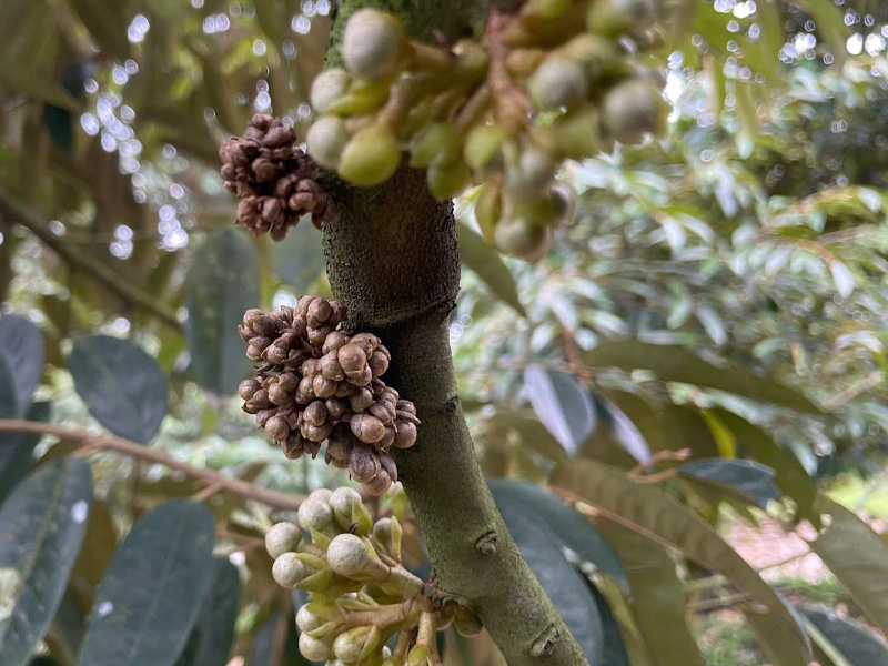 Nghẹt Bông Sầu Riêng - Giải Pháp Đúng Kỹ Thuật Giúp Sầu Riêng Bung Hoa Đồng Loạt 1 Nghẹt Bông Sầu Riêng - Giải Pháp Đúng Kỹ Thuật Giúp Sầu Riêng Bung Hoa Đồng Loạt