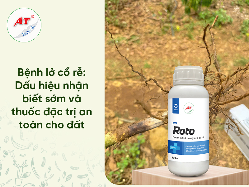Bệnh Lở Cổ Rễ