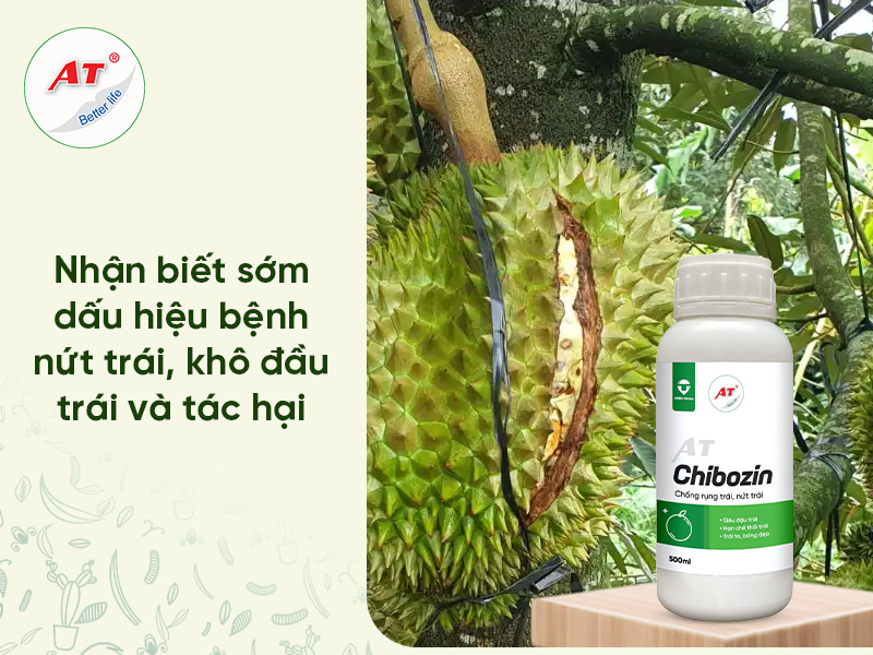Bệnh Nứt Trái, Khô Đầu Trái