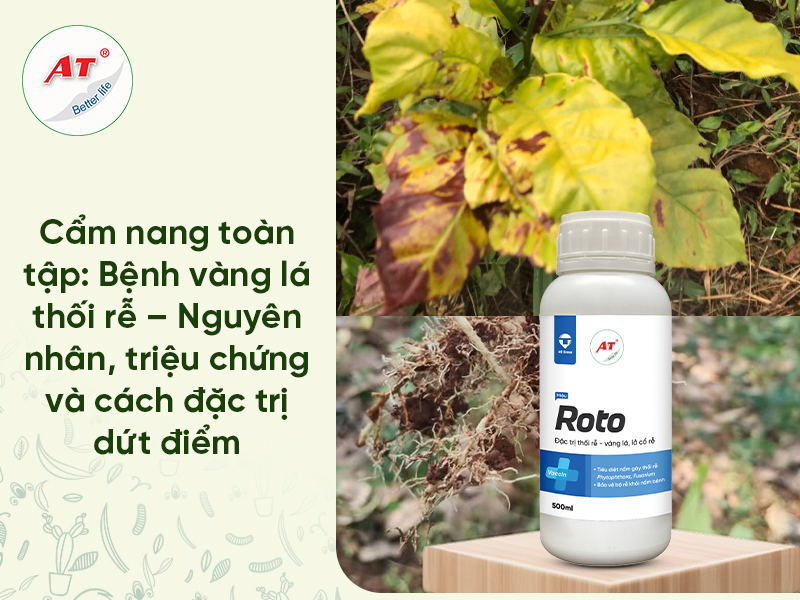 Thuốc Trị Bệnh Vàng Lá Thối Rễ Bằng Vi Sinh: Phác Đồ Cứu Cây Dứt Điểm