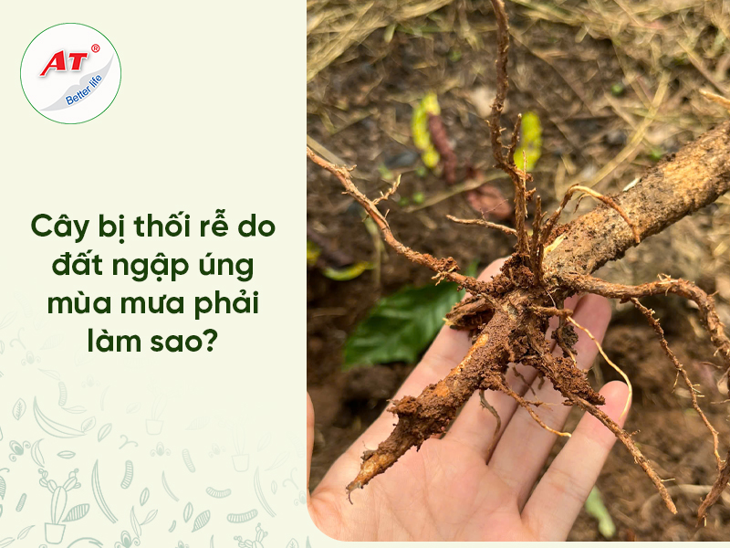 Cây Bị Thối Rễ
